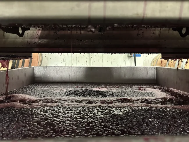 Pressing grapes to make juice